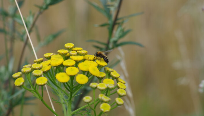 Sommersandbie <i>Andrena nigriceps </i>regnes også som nær truet i Norge. (Foto: Markus A. K. Sydenham) Sommersandbie <i>Andrena nigriceps </i>regnes også som nær truet i Norge. (Foto: Markus A. K. Sydenham)