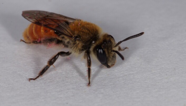 Den truede arten Ildsandbie, <i>Andrena marginata,</i> ble i sommer funnet for første gang i Akershus fylke av Markus A. K. Sydenham i forbindelse med forskningsfeltarbeid. (Foto: Markus A. K. Sydenham) Den truede arten Ildsandbie, <i>Andrena marginata,</i> ble i sommer funnet for første gang i Akershus fylke av Markus A. K. Sydenham i forbindelse med forskningsfeltarbeid. (Foto: Markus A. K. Sydenham)
