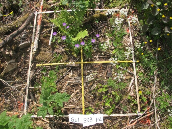 Etter at kraftgaten er ryddet, når sollyset helt ned til bakken. I slike lysåpne habitater trives mange blomstrende plantearter som biene kan samle nektar og pollen fra. Bildet viser en forsøksrute fra vårt forskningsprosjekt på planter og villbier i kraftgater. (Foto: Biofokus) Etter at kraftgaten er ryddet, når sollyset helt ned til bakken. I slike lysåpne habitater trives mange blomstrende plantearter som biene kan samle nektar og pollen fra. Bildet viser en forsøksrute fra vårt forskningsprosjekt på planter og villbier i kraftgater. (Foto: Biofokus)