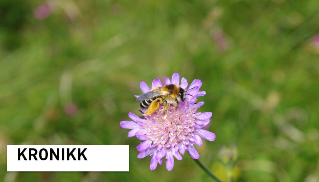 Buksebie Dasypoda hirtipes er en truet art i Norge. Det er dessverre mange biearter som er i samme situasjon. (Foto: Markus A. K. Sydenham) Buksebie Dasypoda hirtipes er en truet art i Norge. Det er dessverre mange biearter som er i samme situasjon. (Foto: Markus A. K. Sydenham)