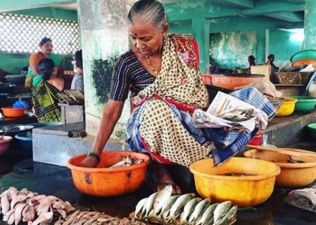 7 millioner tonn fisk og skalldyr går til spille i India. Nå etterlyser Sintef norske industripartnere i kampen mot problemet. (Foto: Guro Møen Tveit, Sintef) 7 millioner tonn fisk og skalldyr går til spille i India. Nå etterlyser Sintef norske industripartnere i kampen mot problemet. (Foto: Guro Møen Tveit, Sintef)