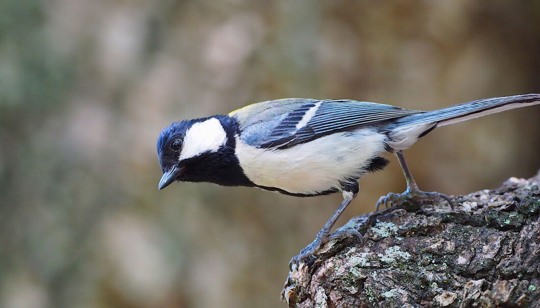 Når den japanske kjøttmeisen (Parus mino) hører det spesielle slangevarslet, titter den ned på bakken. (Foto: PNAS) Når den japanske kjøttmeisen (Parus mino) hører det spesielle slangevarslet, titter den ned på bakken. (Foto: PNAS)