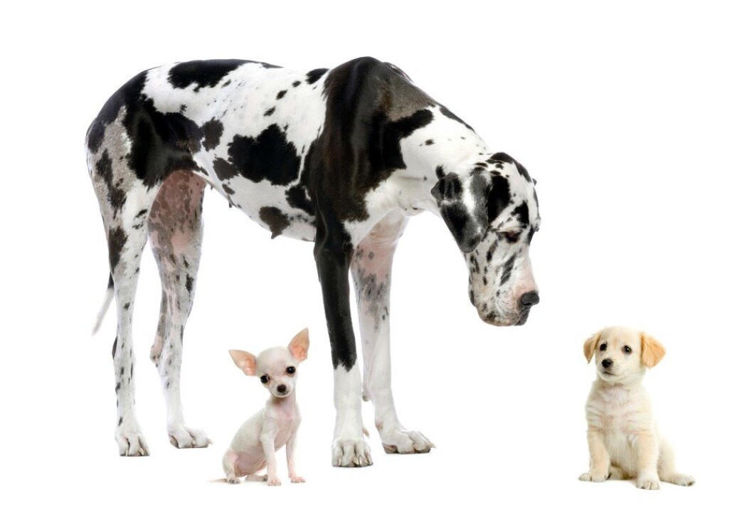 Alle ulver og hunderaser er en og samme dyreart – Canis. Hvordan kan de da være så forskjellige? En chihuahua veier 50 ganger mindre enn en engelsk mastiff-hund. (Foto: Eric Isselee / Shutterstock / NTB scanpix) Alle ulver og hunderaser er en og samme dyreart – Canis. Hvordan kan de da være så forskjellige? En chihuahua veier 50 ganger mindre enn en engelsk mastiff-hund. (Foto: Eric Isselee / Shutterstock / NTB scanpix)