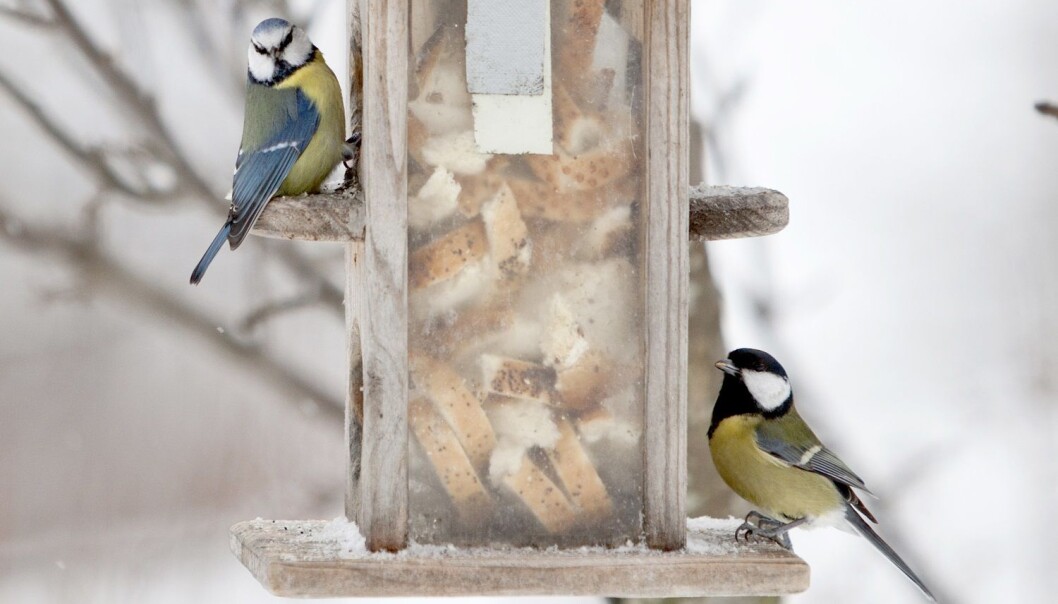 Blåmeis og kjøttmeis er stamgjester på norske foringsautomater, men i år er det også sett store mengder gråsisik. (Foto: Paul Kleiven, NTB scanpix) Blåmeis og kjøttmeis er stamgjester på norske foringsautomater, men i år er det også sett store mengder gråsisik. (Foto: Paul Kleiven, NTB scanpix)