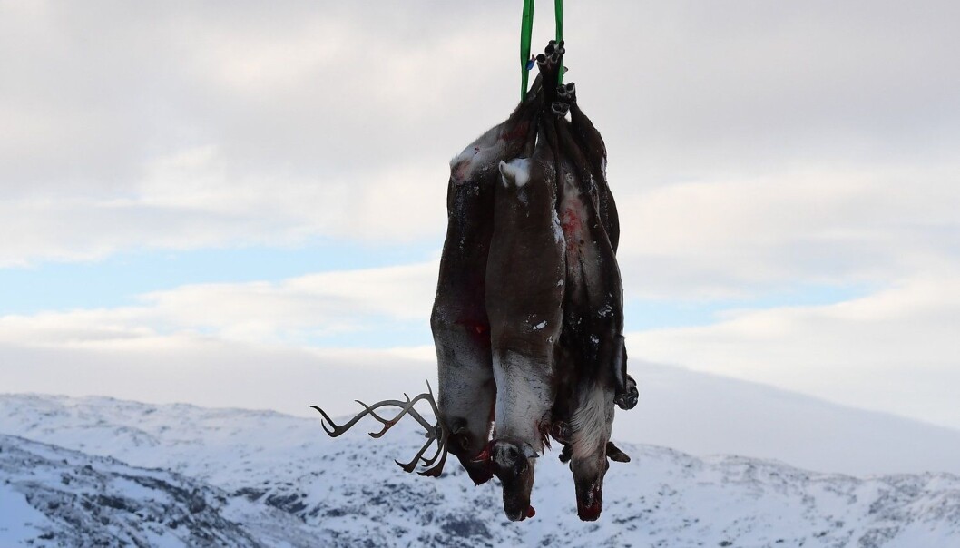 Døde villrein fraktes ut av Nordfjella. Myndighetene jobber med å skyte hele villreinstammen i området for å fjerne skrantesyke. (Foto: Marit Hommedal, NTB scanpix) Døde villrein fraktes ut av Nordfjella. Myndighetene jobber med å skyte hele villreinstammen i området for å fjerne skrantesyke. (Foto: Marit Hommedal, NTB scanpix)