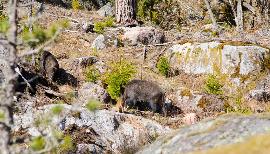 Her er flere villsvin i skogen i Sverige. (Foto: Shutterstock / NTB Scanpix)