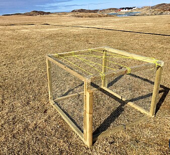 Dette vekstburet beskytter mot beiting, og blir et mål på maksimal produksjon på jordene. På dette jordet drives det kontinuerlig skadefelling av grågås for å hindre den fra å beite. (Foto: Jo Jorem Aarseth, NIBIO) Dette vekstburet beskytter mot beiting, og blir et mål på maksimal produksjon på jordene. På dette jordet drives det kontinuerlig skadefelling av grågås for å hindre den fra å beite. (Foto: Jo Jorem Aarseth, NIBIO)