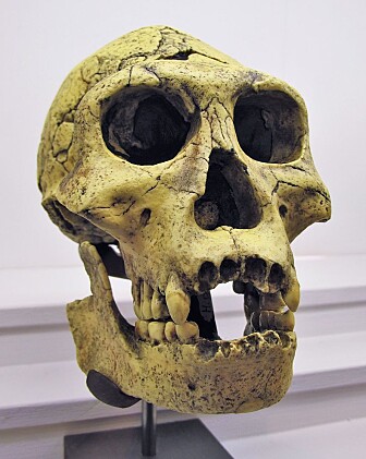 En Homo erectus-skalle fra Georgia. (Bilde: Rama) En Homo erectus-skalle fra Georgia. (Bilde: Rama)