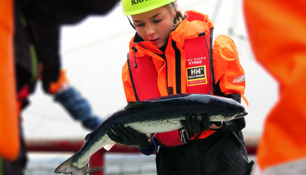 En ny europeisk rapport beskriver situasjonen i oppdrettsnæringen i Europa. Her ser vi at det telles lus på en norsk oppdrettslaks. (Illustrasjonsfoto: John Birger Stav) En ny europeisk rapport beskriver situasjonen i oppdrettsnæringen i Europa. Her ser vi at det telles lus på en norsk oppdrettslaks. (Illustrasjonsfoto: John Birger Stav)