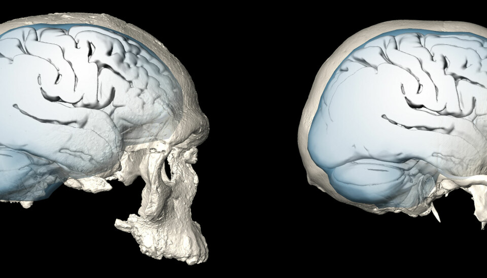 Til venstre i bildet kan du se et av de eldste Homo sapiens som har blitt funnet, sammenlignet med en Homo sapiens-skalle fra vår tid. Du kan tydelig se hvordan hjernen til venstre er mer avlang sammenlignet med den rundere til høyre.  (Bilde: Simon Neubauer, Philipp Gunz, MPI EVA Leipzig/CC-BY-SA 4.0)