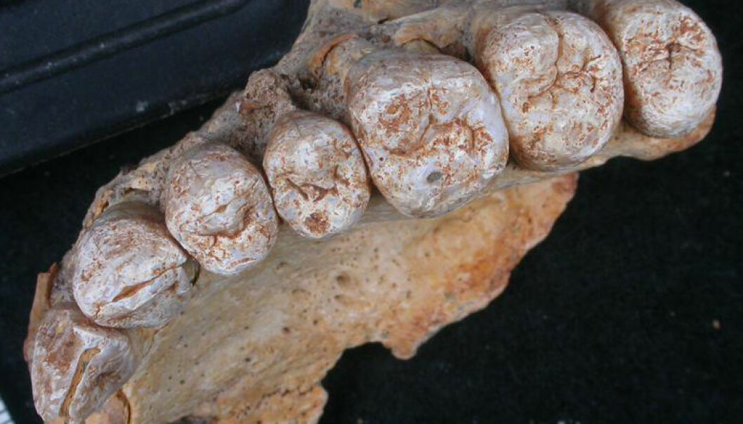 Nesten 200 000 år gamle tenner fra et moderne menneske funnet i Israel