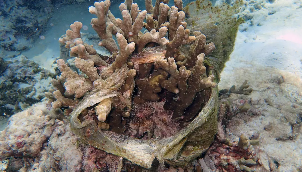 Koraller blir lettere syke i nærheten av plast