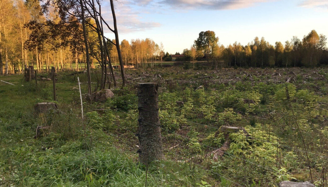 Her var det skog tidligere. Nå er skogen ryddet og gjort om til beite. Avskoging gir store klimagassutslipp, ifølge ny rapport. (Foto: Johannes Breidenbach, NIBIO) Her var det skog tidligere. Nå er skogen ryddet og gjort om til beite. Avskoging gir store klimagassutslipp, ifølge ny rapport. (Foto: Johannes Breidenbach, NIBIO)