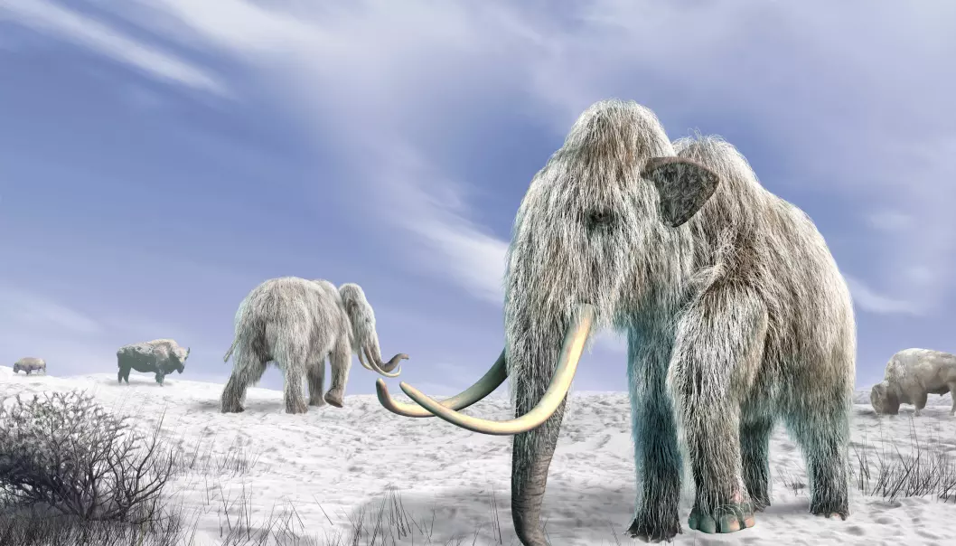 Bør vi bringe mammuter tilbake? Er det i det hele tatt mulig? (Illustrasjon: Colourbox)