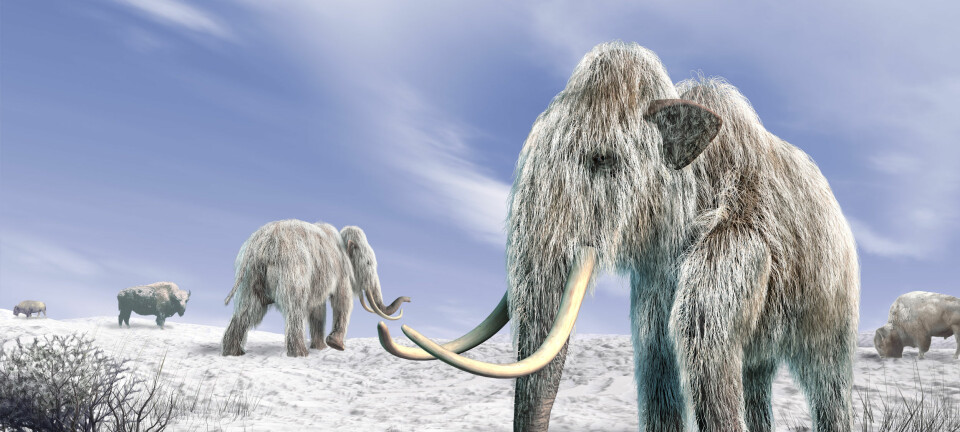 Bør vi bringe mammuter tilbake? Er det i det hele tatt mulig? (Illustrasjon: Colourbox)