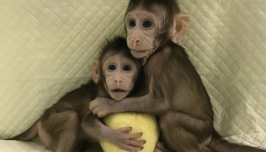 Ifølge norsk Wikipedia danner krabbemakaker (<em>Macaca fascicularis</em>) kranglevorne flokker. Foreløpig er det ingen gjengtendenser å spore hos klonene Zhong Zhong og Hua Hu. (Foto: Qiang Sun and Mu-ming Poo, Chinese Academy of Sciences) Ifølge norsk Wikipedia danner krabbemakaker (<em>Macaca fascicularis</em>) kranglevorne flokker. Foreløpig er det ingen gjengtendenser å spore hos klonene Zhong Zhong og Hua Hu. (Foto: Qiang Sun and Mu-ming Poo, Chinese Academy of Sciences)