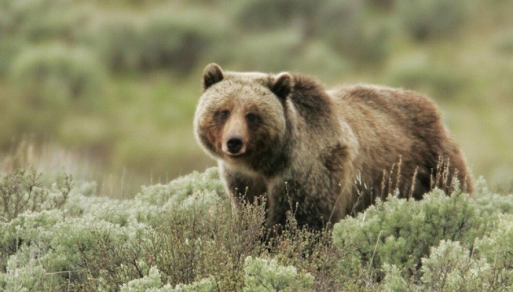 Bjørnen i den amerikanske nasjonalparken Yellowstone kan nå spise seg mett på bær. Det er takket være at reintrodusert ulv har redusert bestanden av hjortedyr. (Foto: Yellowstone National Park) Bjørnen i den amerikanske nasjonalparken Yellowstone kan nå spise seg mett på bær. Det er takket være at reintrodusert ulv har redusert bestanden av hjortedyr. (Foto: Yellowstone National Park)
