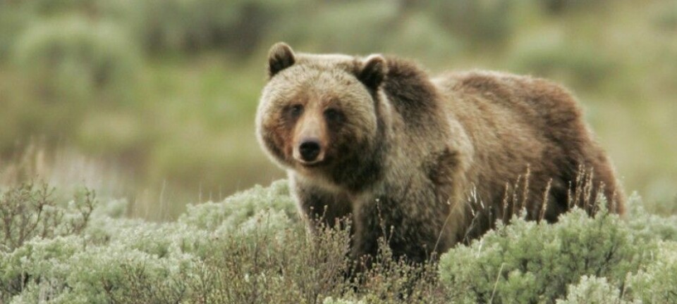 Bjørnen i den amerikanske nasjonalparken Yellowstone kan nå spise seg mett på bær. Det er takket være at reintrodusert ulv har redusert bestanden av hjortedyr. (Foto: Yellowstone National Park)