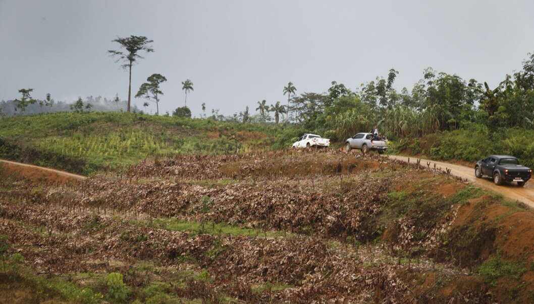 Verdens regnskoger tåler ikke den biodrivstoffpolitikken som mange land fører i dag. Det er blant konklusjonene i en fersk rapport fra Regnskogfondet. Her fra øya Sumatra i Indonesia. (Foto: Heiko Junge, NTB scanpix) Verdens regnskoger tåler ikke den biodrivstoffpolitikken som mange land fører i dag. Det er blant konklusjonene i en fersk rapport fra Regnskogfondet. Her fra øya Sumatra i Indonesia. (Foto: Heiko Junge, NTB scanpix)