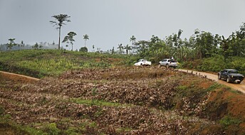 – Biodrivstoffsatsing kan bli katastrofalt for regnskogen