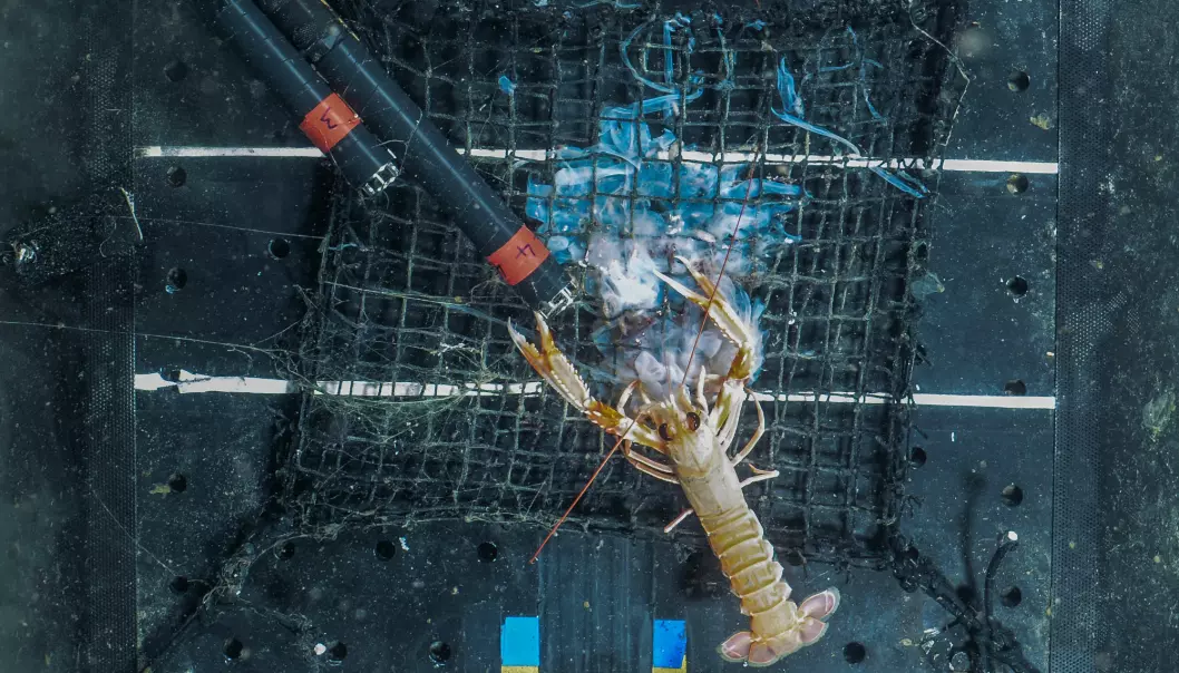 Ved å senke undervannskamera med teiner fylt med maneter klarte forskerne å konstatere at maneter er en viktig matkilde for sjøkrepsen. (Foto: Daniel Jones, National Oceanography Centre, Southampton)