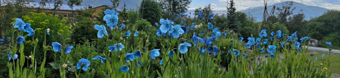 Himmelvalmuesøster (<i>Meconopsis ‘Lingholm</i>’) ved inngangspartiet i Hagen. (Foto: Arve Elvebakk) Himmelvalmuesøster (<i>Meconopsis ‘Lingholm</i>’) ved inngangspartiet i Hagen. (Foto: Arve Elvebakk)