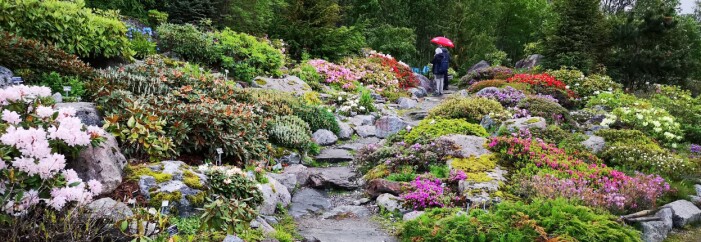 Rhododendron-samlinga 26. juni 2018. (Foto: Arve Elvebakk) Rhododendron-samlinga 26. juni 2018. (Foto: Arve Elvebakk)