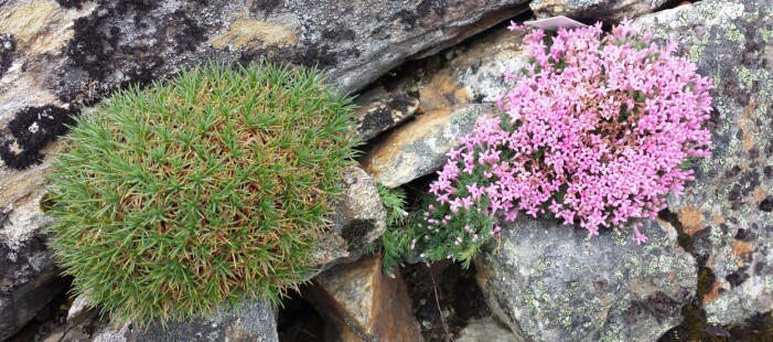 Rosa <i>Asperula sintenisii</i> frå NV-Tyrkia og en ‘piggtrådplante’ i slekt med fjærekoll frå Tyrkia og Iran (<i>Acantholimon ulicinum</i>), i sprekker i Bot. hage (Foto: Arve Elvebakk) Rosa <i>Asperula sintenisii</i> frå NV-Tyrkia og en ‘piggtrådplante’ i slekt med fjærekoll frå Tyrkia og Iran (<i>Acantholimon ulicinum</i>), i sprekker i Bot. hage (Foto: Arve Elvebakk)