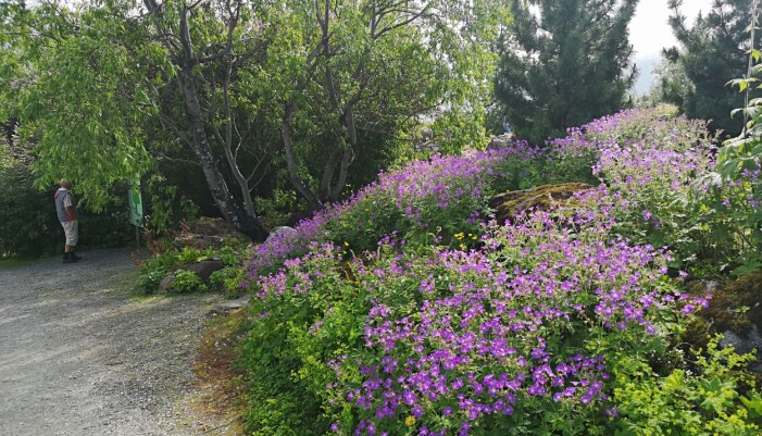 Hjørnet med skogstorkenebb (<i>Geranium sylvaticum</i>) ovafor inngangen til sildresamlinga. (Foto: Arve Elvebakk) Hjørnet med skogstorkenebb (<i>Geranium sylvaticum</i>) ovafor inngangen til sildresamlinga. (Foto: Arve Elvebakk)