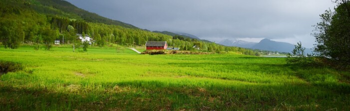 Åkersnelle (<i>Equisetum arvense</i>) på Berg ved Tromsø, 2. juni 2018. (Foto: Arve Elvebakk) Åkersnelle (<i>Equisetum arvense</i>) på Berg ved Tromsø, 2. juni 2018. (Foto: Arve Elvebakk)