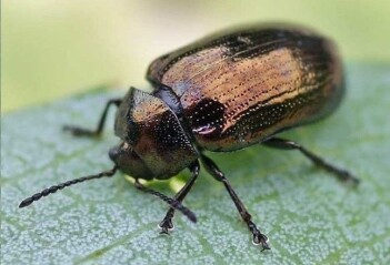 Seljebladbille (<i>Phratora vulgatissima</i>). (Foto: ©entomart) Seljebladbille (<i>Phratora vulgatissima</i>). (Foto: ©entomart)