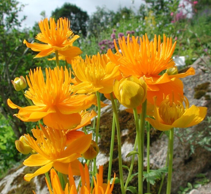 Ballblom-arten <i>Trollius ircuticus</i>. (Foto: Arve Elvebakk) Ballblom-arten <i>Trollius ircuticus</i>. (Foto: Arve Elvebakk)