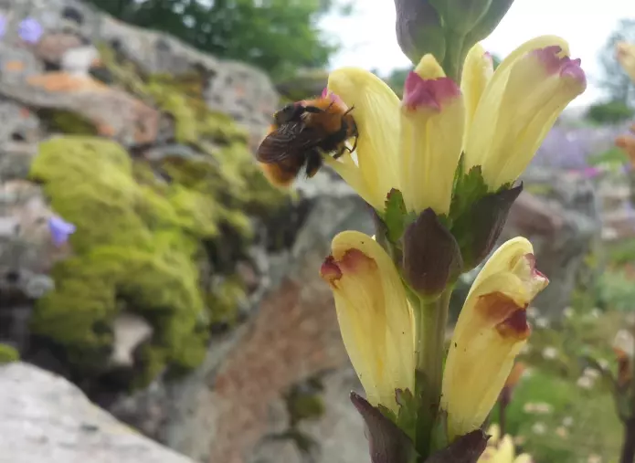 Ei humle på tur inn i ein blomster av kongsspir (<i>Pedicularis sceptrum-carolinum</i>)i Botanisk hage. (Foto: Arve Elvebakk)