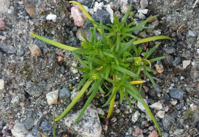 Antarktis-planten <i>Colobanthus quitensis</i> (nellikfamilien) i full blomstring! (Foto: Arve Elvebakk)