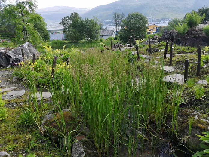 Hengjegras (Arctophila fulva) med store blomsteraks. Den har berre to populasjonar i Noreg, den eine i Kautokeino, og ein plante derifrå er i sikringsdyrking hos oss og trivest nesten altfor godt i Primulabekken. (Foto: Arve Elvebakk) Hengjegras (Arctophila fulva) med store blomsteraks. Den har berre to populasjonar i Noreg, den eine i Kautokeino, og ein plante derifrå er i sikringsdyrking hos oss og trivest nesten altfor godt i Primulabekken. (Foto: Arve Elvebakk)