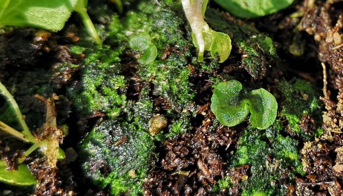 Sex-stadiet (‘prothallium’) til ein bregne i ei såpotte, saman med trådmatte til mosar. (Foto: Arve Elvebakk) Sex-stadiet (‘prothallium’) til ein bregne i ei såpotte, saman med trådmatte til mosar. (Foto: Arve Elvebakk)
