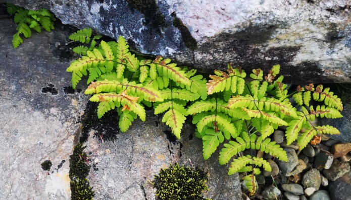 Sjølvsådd fugletelg (<i>Gymnocarpium dryopteris</i>) i bergsprekk i Botanisk hage. (Foto: Arve Elvebakk) Sjølvsådd fugletelg (<i>Gymnocarpium dryopteris</i>) i bergsprekk i Botanisk hage. (Foto: Arve Elvebakk)