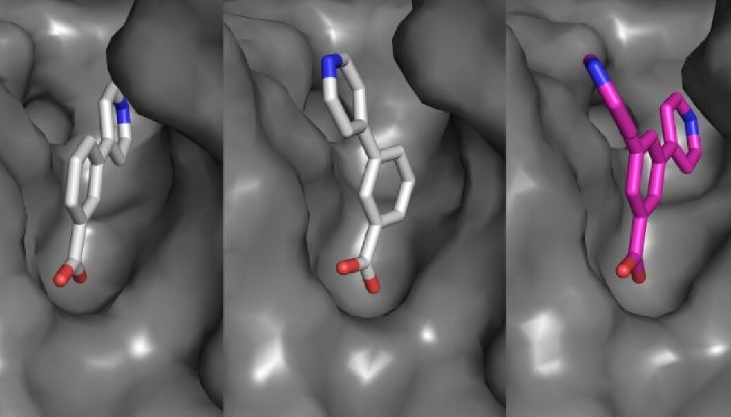 Forsker kombinerte de to molekylene til venstre i et nytt molekyl som vi ser til høyre i figuren. Denne forbindelsen er nå i stand til å blokkere et spesielt enzym som gir bakterier resistens mot antibiotika. Kanskje kan en variant av denne forbindelsen en dag hjelpe vanlig antibiotika å knekke en infeksjon. (Illustrasjon: Bjarte Lund) Forsker kombinerte de to molekylene til venstre i et nytt molekyl som vi ser til høyre i figuren. Denne forbindelsen er nå i stand til å blokkere et spesielt enzym som gir bakterier resistens mot antibiotika. Kanskje kan en variant av denne forbindelsen en dag hjelpe vanlig antibiotika å knekke en infeksjon. (Illustrasjon: Bjarte Lund)