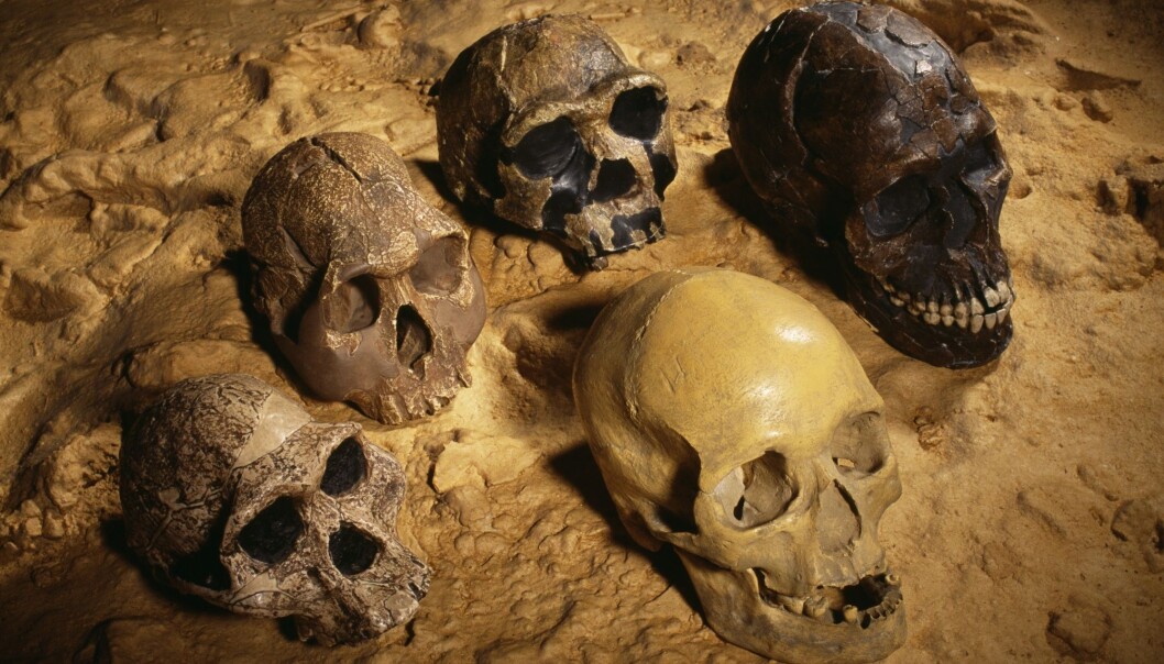 Hodeskaller fra <i>Homo sapiens</i> (øverst til høyre) og noen av våre forfedre. (Foto: Science Photo Library, NTB Scanpix) Hodeskaller fra <i>Homo sapiens</i> (øverst til høyre) og noen av våre forfedre. (Foto: Science Photo Library, NTB Scanpix)