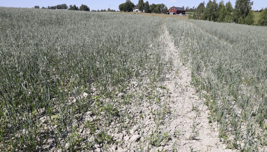 Tørken i Sør-Norge får alvorlige konsekvenser for bøndene. Bonde Lars Halvor Stokstad på Kløfta driver med korn, melk og kjøtt. Kornavlingen er kjørt, og han vil få under det halve av normal avling i år. (Foto: Gorm Kallestad, NTB scanpix) Tørken i Sør-Norge får alvorlige konsekvenser for bøndene. Bonde Lars Halvor Stokstad på Kløfta driver med korn, melk og kjøtt. Kornavlingen er kjørt, og han vil få under det halve av normal avling i år. (Foto: Gorm Kallestad, NTB scanpix)