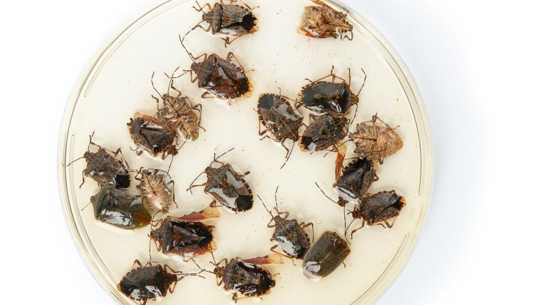 Breitegene har en stinkkjertel på siden av kroppen. Når de er truet utsondrer de en vond lukt. Dette har blant annet mange bærplukkere fått merke. (Foto: Erling Fløistad) Breitegene har en stinkkjertel på siden av kroppen. Når de er truet utsondrer de en vond lukt. Dette har blant annet mange bærplukkere fått merke. (Foto: Erling Fløistad)