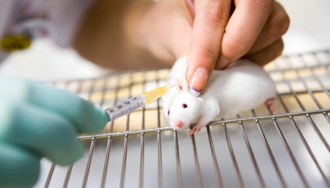 Studier på celler og dyr er første skritt på veien når et nytt legemiddel skal utvikles. Men overføringen av resultater fra dyr til menneske er preget av mange utfordringer. (Foto: Shuttersock / NTB Scanpix)