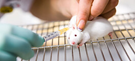 Forskere tester medisiner basert på dårlige dyrestudier