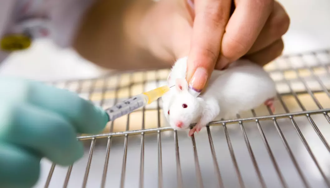 Studier på celler og dyr er første skritt på veien når et nytt legemiddel skal utvikles. Men overføringen av resultater fra dyr til menneske er preget av mange utfordringer. (Foto: Shuttersock / NTB Scanpix)