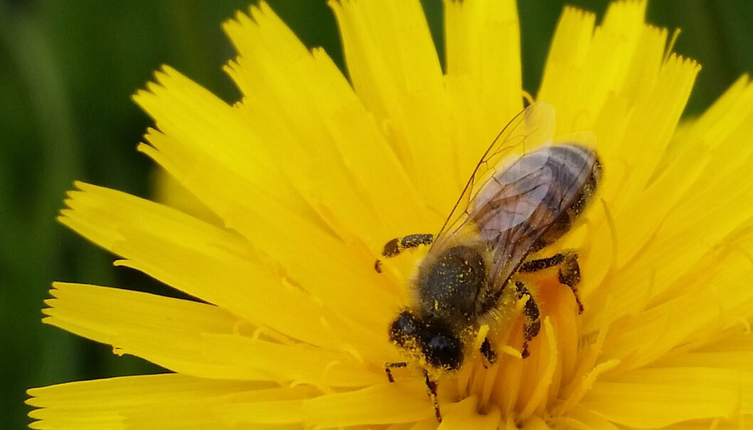 En honingbie er på jakt etter nektar i en lodnesveve. (Foto: Alf Helge Søyland, Universitetet i Bergen) En honingbie er på jakt etter nektar i en lodnesveve. (Foto: Alf Helge Søyland, Universitetet i Bergen)