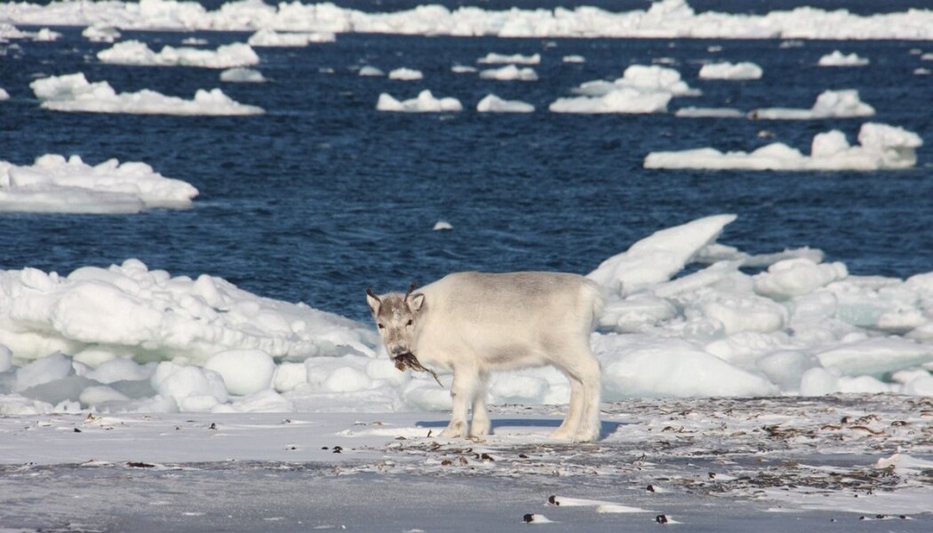 Vanligvis spiser svalbardreinen planter på bakken, som mose og lav. Nå har den funnet andre strategier for å takle nye miljøutfordringer - den har begynt å beite tang. (Foto: Malin Daase, Polarinstituttet) Vanligvis spiser svalbardreinen planter på bakken, som mose og lav. Nå har den funnet andre strategier for å takle nye miljøutfordringer - den har begynt å beite tang. (Foto: Malin Daase, Polarinstituttet)