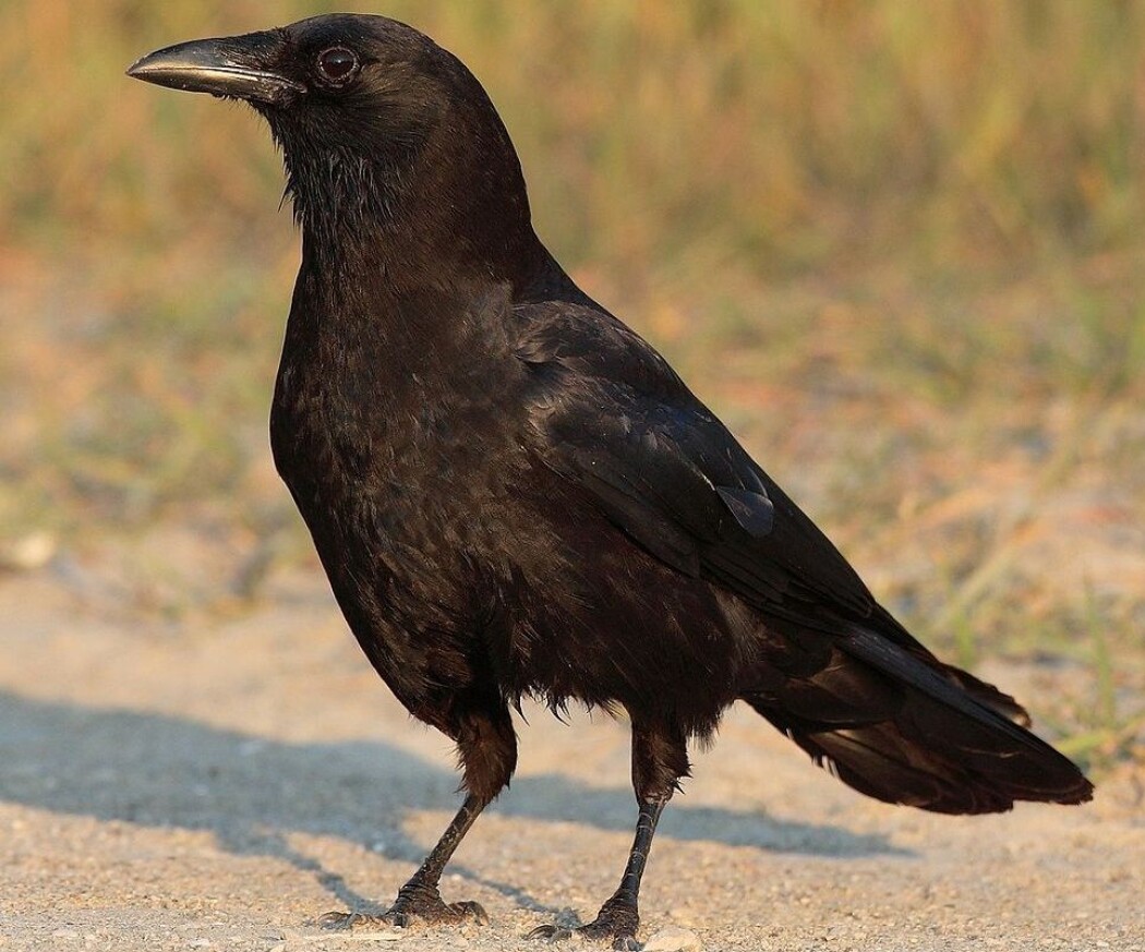 Amerikakråker (Corvus brachyrhynchos) prøver noen ganger å ha seg med sine døde. Det overrasker forskerne. (Foto: Wikimedia Commons, lisens CC BY-SA 3.0) Amerikakråker (Corvus brachyrhynchos) prøver noen ganger å ha seg med sine døde. Det overrasker forskerne. (Foto: Wikimedia Commons, lisens CC BY-SA 3.0)