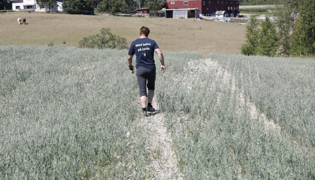 Klimaforskere forventer mer av det ekstremværet vi har sett denne sommeren i årene fremover. Mange bønder har fått sine avlinger halvert i år, slik som bonde Lars Halvor Stokstad på Kløfta. Foto: Gorm Kallestad / NTB scanpix Klimaforskere forventer mer av det ekstremværet vi har sett denne sommeren i årene fremover. Mange bønder har fått sine avlinger halvert i år, slik som bonde Lars Halvor Stokstad på Kløfta. Foto: Gorm Kallestad / NTB scanpix