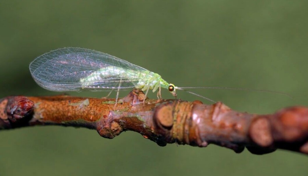 Tevgulløye Cunctochrysa albolineata. (Foto: Ole Fogh Nielsen, Lisens CC BY 4.0) Tevgulløye Cunctochrysa albolineata. (Foto: Ole Fogh Nielsen, Lisens CC BY 4.0)