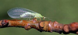 Møt Norges mindre kjente insekter